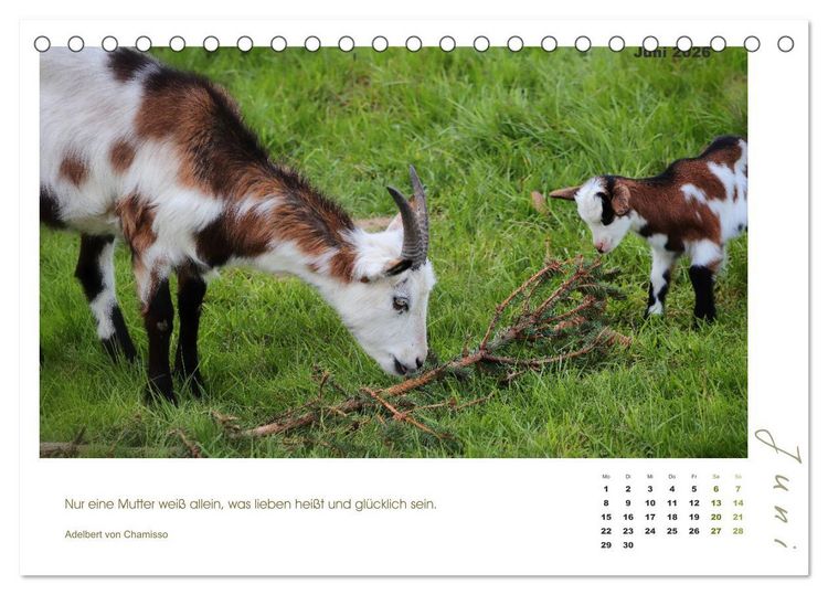 Produktbild: Mutterliebe - Ziegen mit ihren s&uuml;&szlig;en L&auml;mmern (Tischkalender 2026 DIN A5 quer), CALVENDO Monatskalender