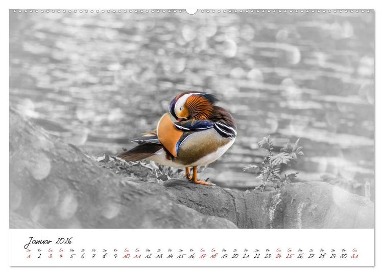 Produktbild: Abenteuer einer Mandarinente (hochwertiger Premium Wandkalender 2026 DIN A2 quer), Kunstdruck in Hochglanz
