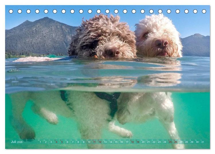 Produktbild: Lagotto Romagnolo - Wasserspiele (Tischkalender 2026 DIN A5 quer), CALVENDO Monatskalender