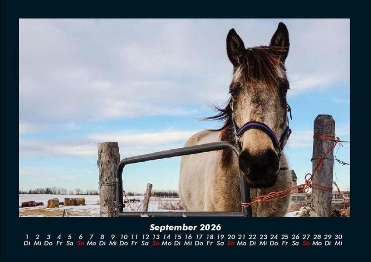 Produktbild: Pferdegefl&uuml;ster 2026 Fotokalender DIN A4