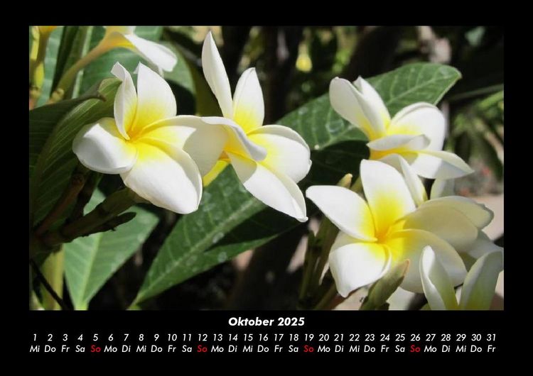 Produktbild: Blumentr&auml;ume 2025 Fotokalender DIN A3