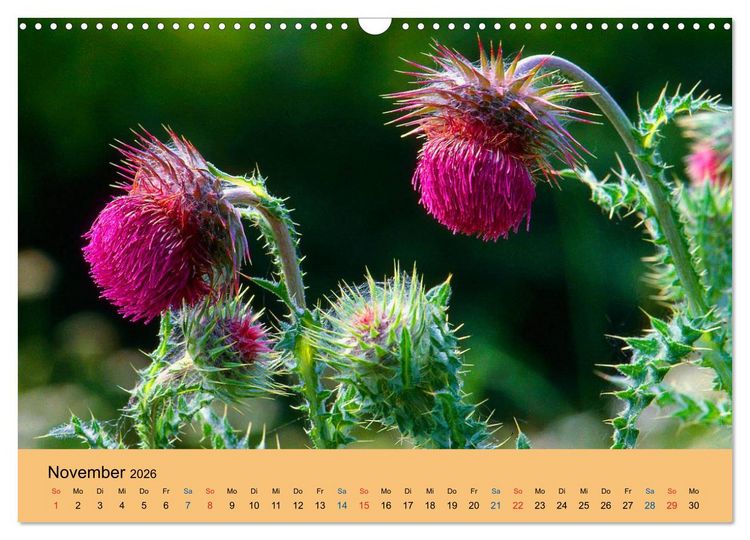 Produktbild: Wildblumen 2026 (Wandkalender 2026 DIN A3 quer), CALVENDO Monatskalender