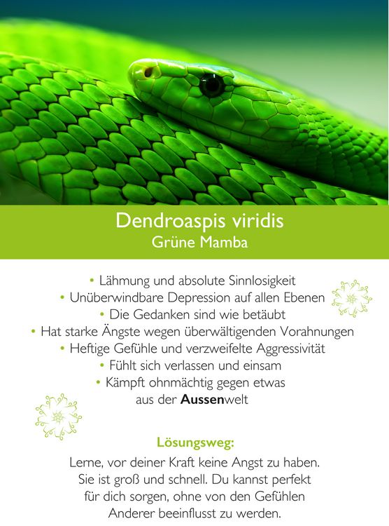 Produktbild: Ahnenmedizin und Seelenhom&ouml;opathie - Kartenset Makrokosmos