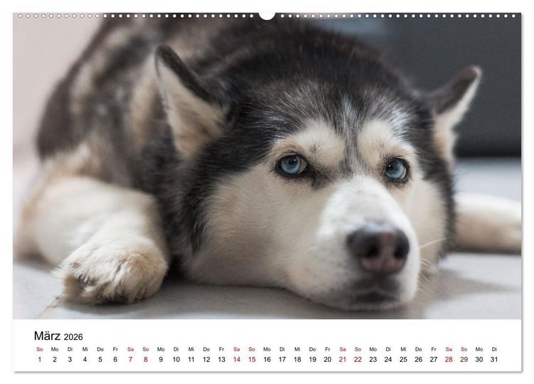 Produktbild: Total gechillte Hunde (Wandkalender 2026 DIN A2 quer), CALVENDO Monatskalender