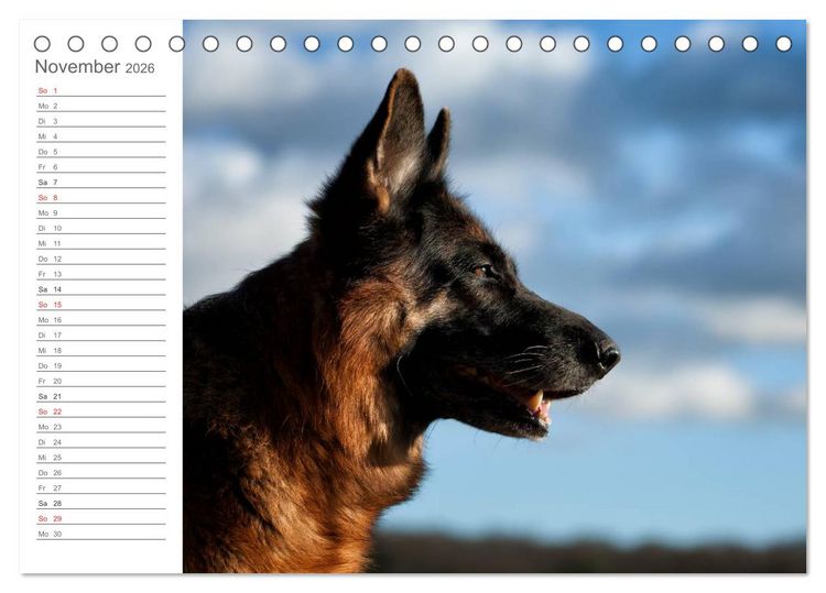 Produktbild: Deutsche Sch&auml;ferhunde Seelentr&ouml;ster (Tischkalender 2026 DIN A5 quer), CALVENDO Monatskalender