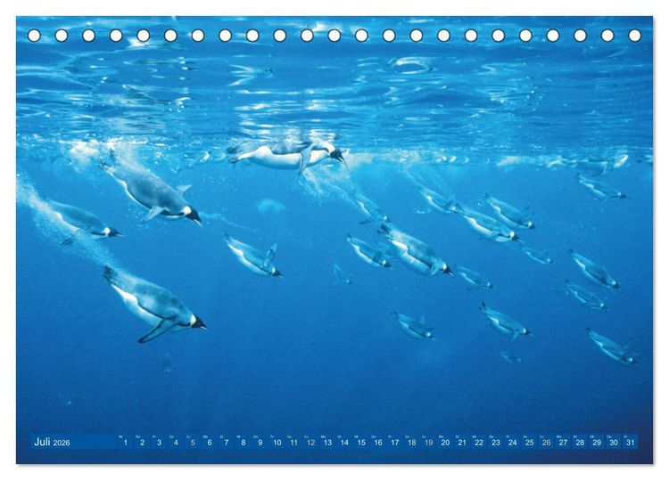 Produktbild: Tauchen: Wunderbares tiefblaues Meer (Tischkalender 2026 DIN A5 quer), CALVENDO Monatskalender