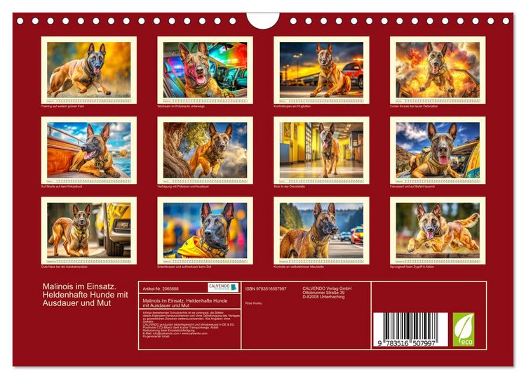 Produktbild: Malinois im Einsatz. Heldenhafte Hunde mit Ausdauer und Mut (Wandkalender 2026 DIN A4 quer), CALVENDO Monatskalender