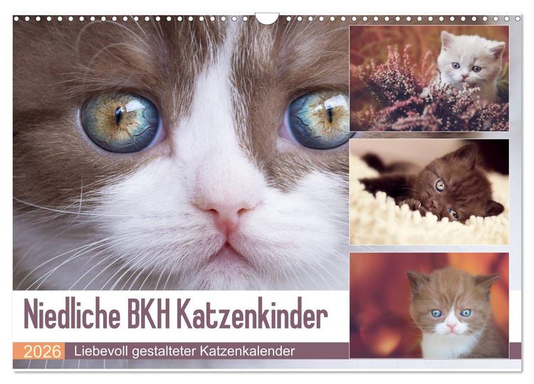 Produktbild: Niedliche BKH Katzenkinder (Wandkalender 2026 DIN A3 quer), CALVENDO Monatskalender