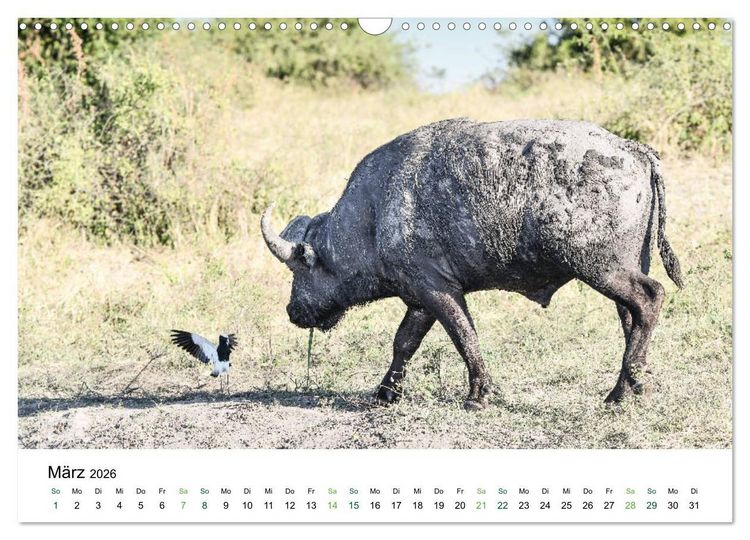 Produktbild: B&uuml;ffel - wild und sch&ouml;n (Wandkalender 2026 DIN A3 quer), CALVENDO Monatskalender