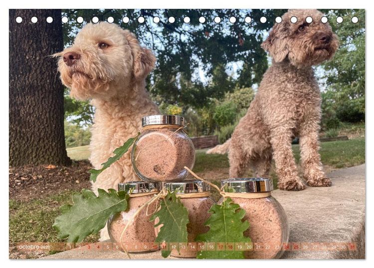 Produktbild: Tr&eacute;sors de truffes fran&ccedil;aises (Calendrier de bureau 2026 DIN A5 vertical), CALVENDO calendrier mensuel
