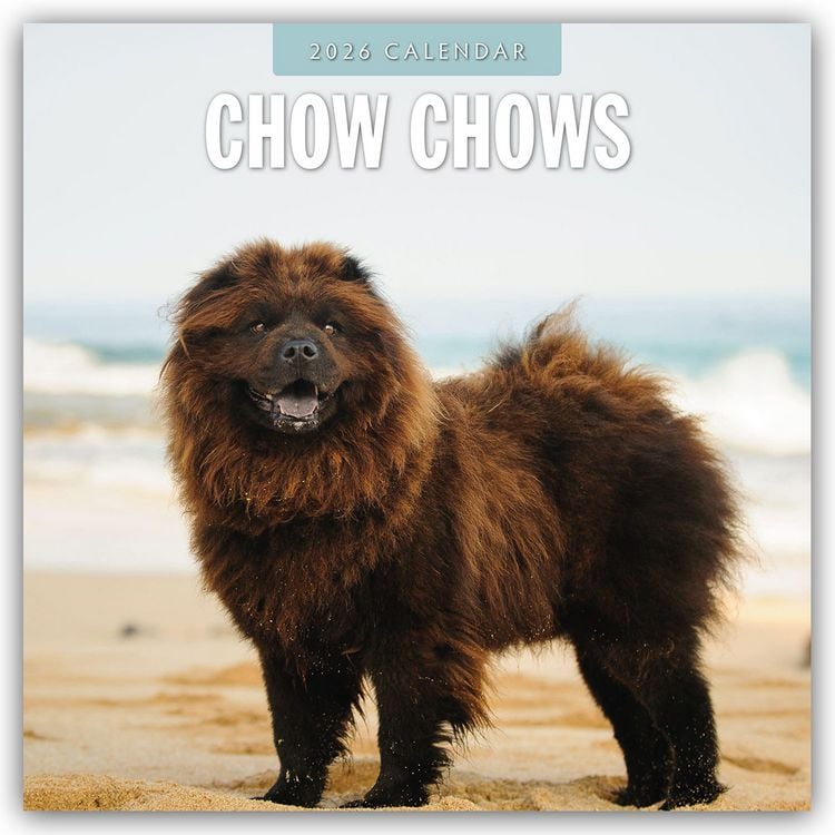 Produktbild: Chow Chows – Chow Chow 2026 – 16-Monatskalender