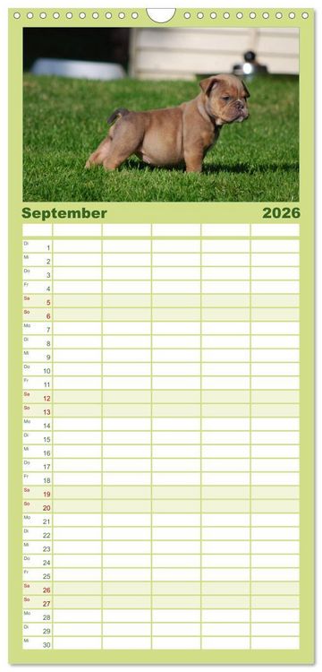 Produktbild: Familienplaner 2026 - Bulldoggen-Kinder mit 5 Spalten (Wandkalender, 21 x 45 cm) CALVENDO