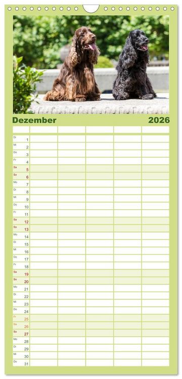 Produktbild: Familienplaner 2026 - English Cocker Spaniels - Ein Spaziergang im Park mit 5 Spalten (Wandkalender, 21 x 45 cm) CALVENDO