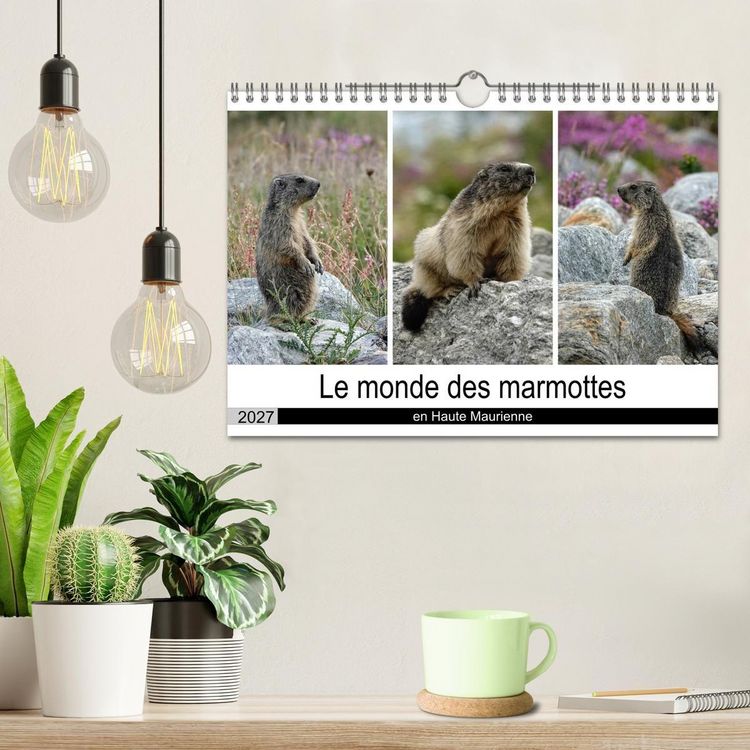 Produktbild: Le monde des marmottes en Haute Maurienne (Calendrier mural 2027 DIN A4 vertical), CALVENDO calendrier mensuel