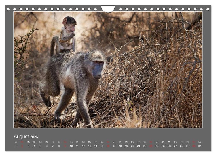 Produktbild: Tierbabys 2026 (Wandkalender 2026 DIN A4 quer), CALVENDO Monatskalender