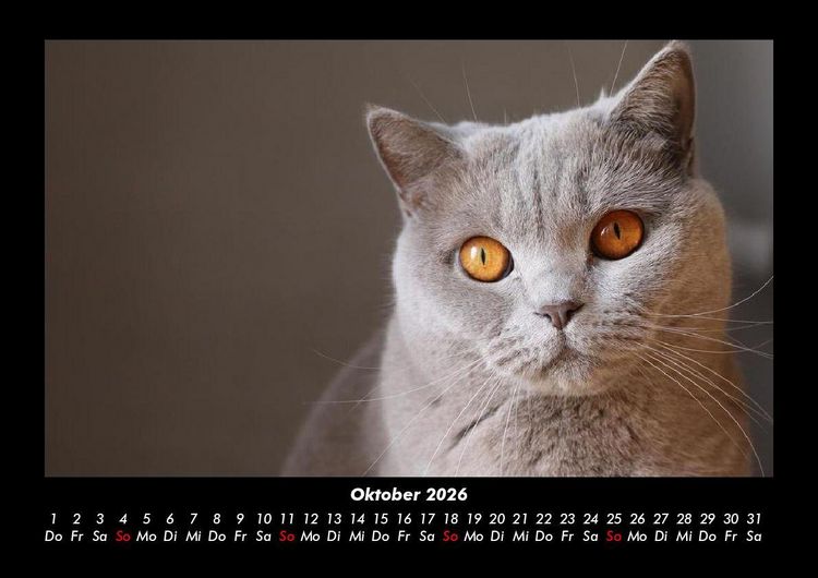 Produktbild: F&uuml;r Katzenfreunde 2026 Fotokalender DIN A3