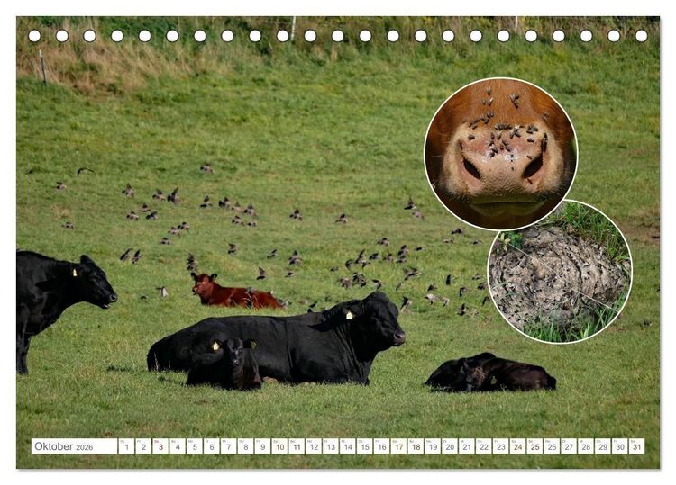 Produktbild: Weidetiere - Landschaftsgestalter seit Jahrhunderten (Tischkalender 2026 DIN A5 quer), CALVENDO Monatskalender