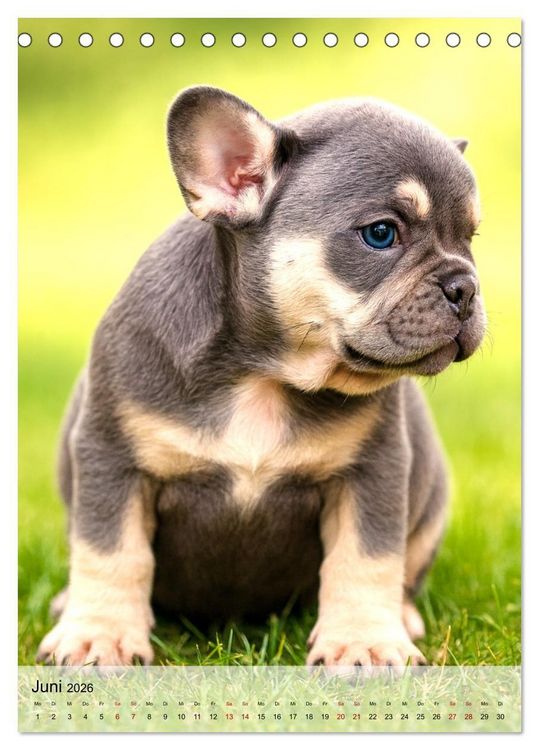 Produktbild: Frenchies Love &ndash; Kleine Schnuten ganz gro&szlig; - Franz&ouml;sische Bulldoggen Welpen unwiderstehlich s&uuml;&szlig; (Tischkalender 2026 DIN A5 hoch), CALVENDO Monatskalender
