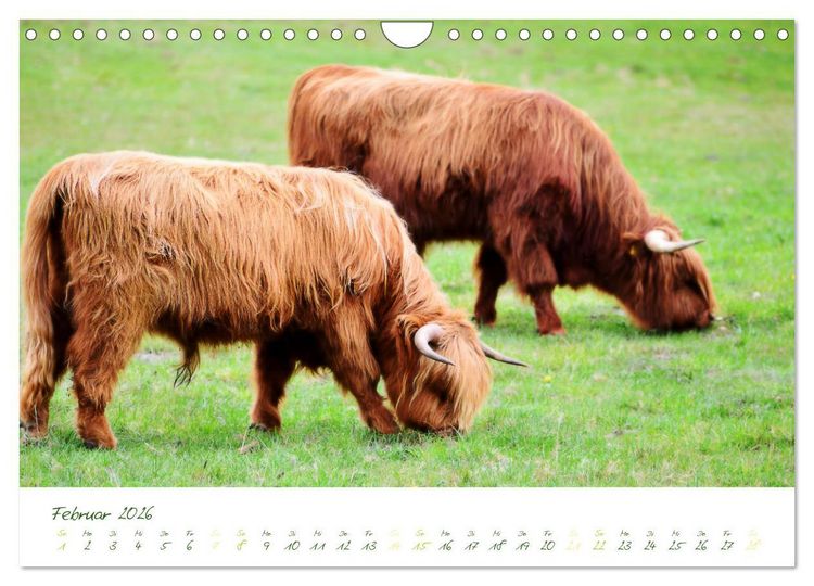 Produktbild: Das Hochlandrind (Wandkalender 2026 DIN A4 quer), CALVENDO Monatskalender