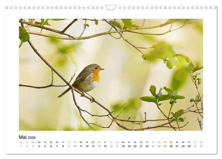 Produktbild: Zauberhafte Rotkehlchen (Wandkalender 2026 DIN A3 quer), CALVENDO Monatskalender