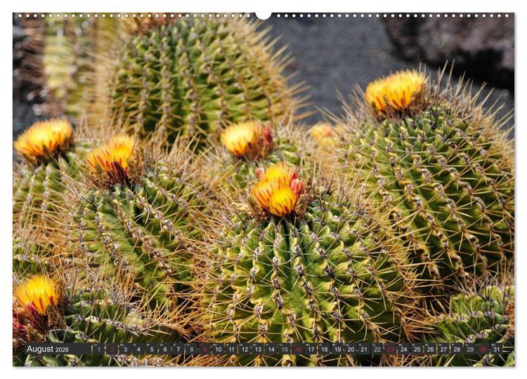 Produktbild: Kakteen - &uuml;berraschende Gew&auml;chse (hochwertiger Premium Wandkalender 2026 DIN A2 quer), Kunstdruck in Hochglanz
