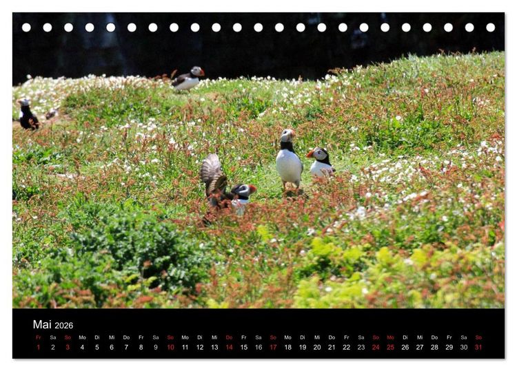 Produktbild: Puffins, Papageitauchern ganz nah (Tischkalender 2026 DIN A5 quer), CALVENDO Monatskalender
