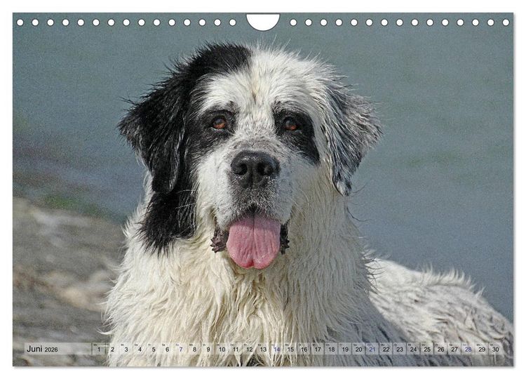 Produktbild: Landseer - Das Wasser ist ihr Element (Wandkalender 2026 DIN A4 quer), CALVENDO Monatskalender