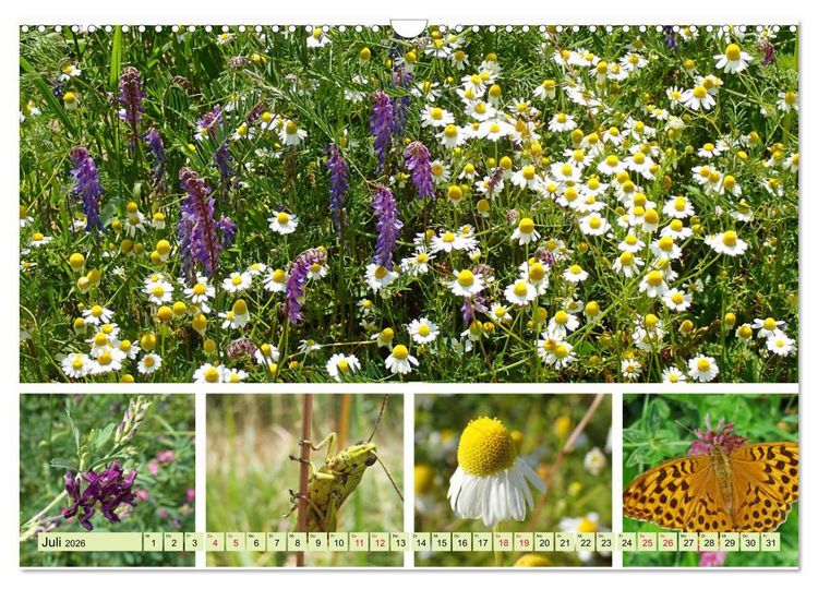 Produktbild: Bl&uuml;tenmeer am Wegesrand (Wandkalender 2026 DIN A3 quer), CALVENDO Monatskalender