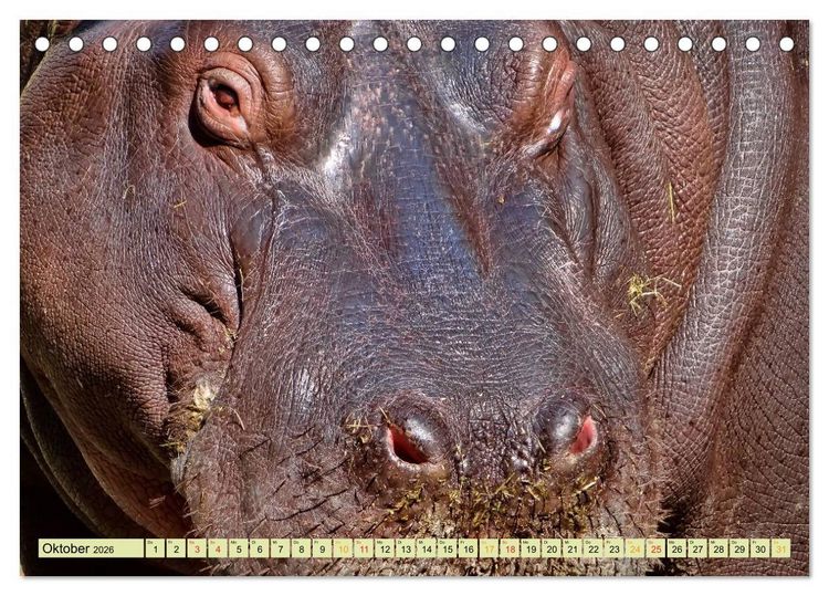 Produktbild: Flusspferde - gem&uuml;tlich gef&auml;hrlich (Tischkalender 2026 DIN A5 quer), CALVENDO Monatskalender