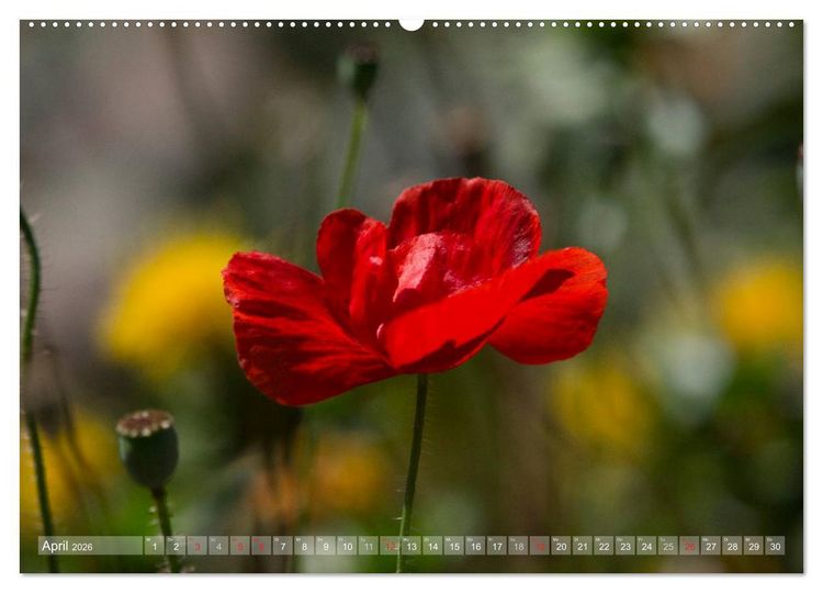 Produktbild: Mohn (hochwertiger Premium Wandkalender 2026 DIN A2 quer), Kunstdruck in Hochglanz