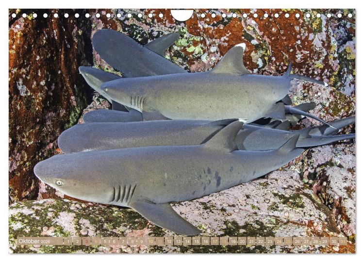 Produktbild: Fischparadies Riff (Wandkalender 2026 DIN A4 quer), CALVENDO Monatskalender