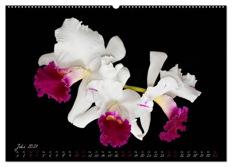 Produktbild: Leuchtende Cattleyen (Wandkalender 2027 DIN A2 quer), CALVENDO Monatskalender
