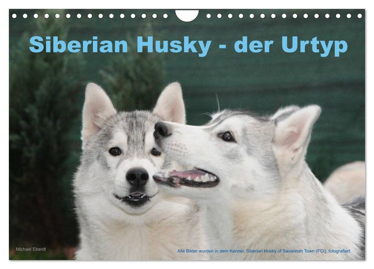 Produktbild: Siberian Husky - der Urtyp (Wandkalender 2026 DIN A4 quer), CALVENDO Monatskalender