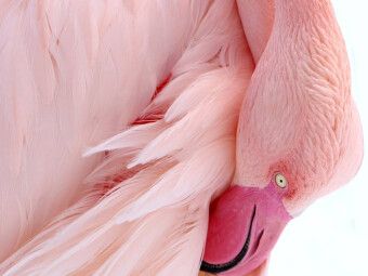 Produktbild: CALVENDO Puzzle Rosa Flamingo | 1000 Teile Lege-Gr&ouml;&szlig;e 64x48cm Foto-Puzzle f&uuml;r gl&uuml;ckliche Stunden