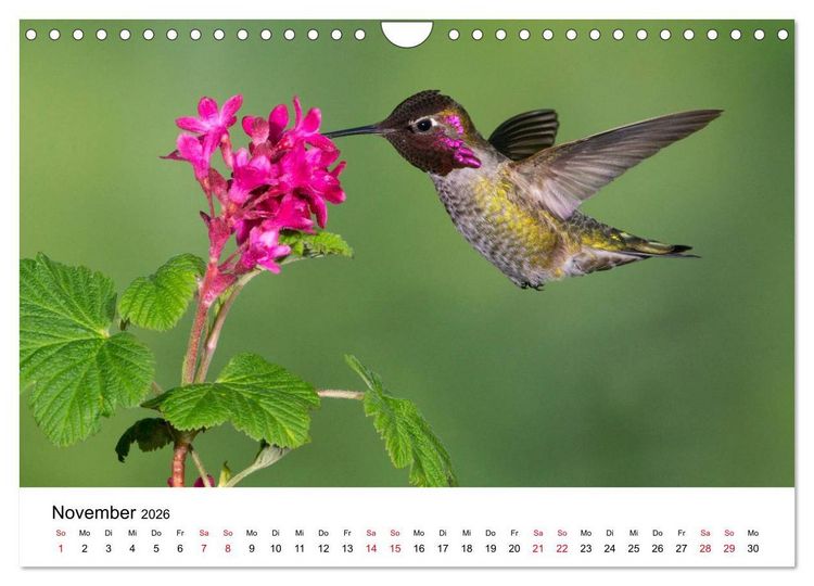 Produktbild: Kolibris - Juwelen der L&uuml;fte (Wandkalender 2026 DIN A4 quer), CALVENDO Monatskalender