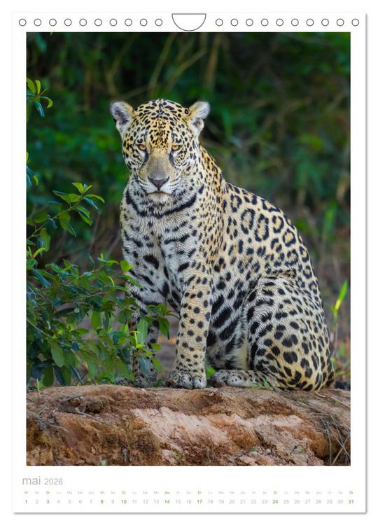 Produktbild: Le Pantanal (Calendrier mural 2026 DIN A4 horizontal), CALVENDO calendrier mensuel