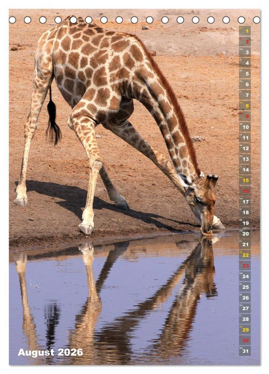 Produktbild: Giraffen - Anmut und Sanftheit (Tischkalender 2026 DIN A5 hoch), CALVENDO Monatskalender