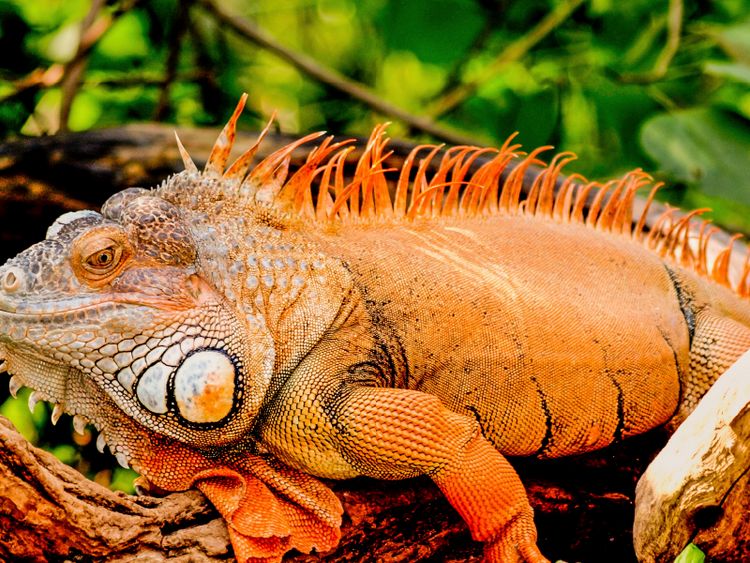 Produktbild: CALVENDO Puzzle Leguan 1000 Teile Lege-Gr&ouml;&szlig;e 64 x 48 cm Foto-Puzzle Bild von Conny Krakowski