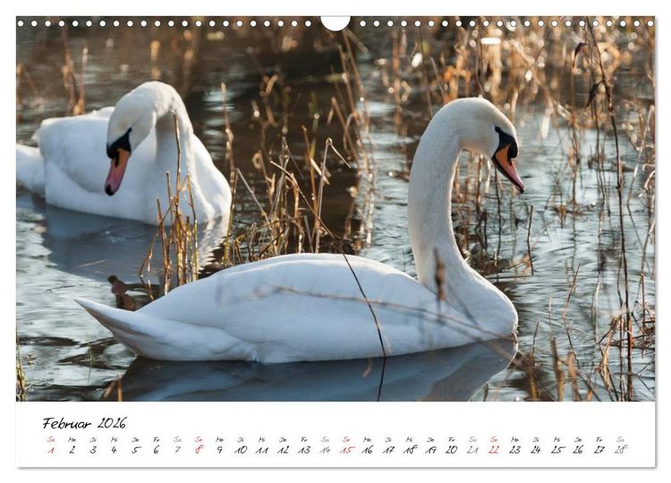 Produktbild: Ein Jahr mit den Schw&auml;nen (Wandkalender 2026 DIN A3 quer), CALVENDO Monatskalender