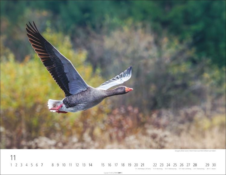 Produktbild: Heimische Wildtiere Kalender 2027