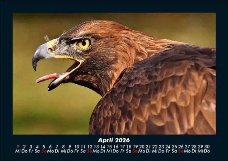 Produktbild: Vogelparadies 2026 Fotokalender DIN A5