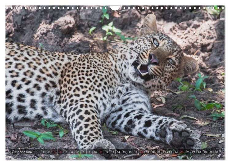 Produktbild: Leoparden - Geheimnisvolle J&auml;ger (Wandkalender 2026 DIN A3 quer), CALVENDO Monatskalender