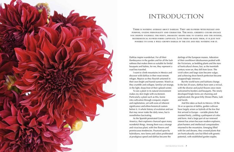 Produktbild: Lane, G: Dahlias