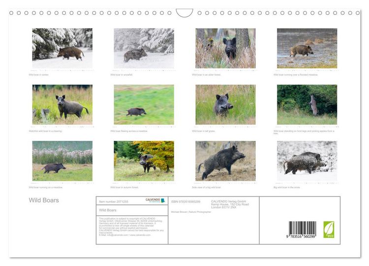Produktbild: Wild Boars (Wall Calendar 2026 DIN A3 landscape), CALVENDO 12 Month Wall Calendar
