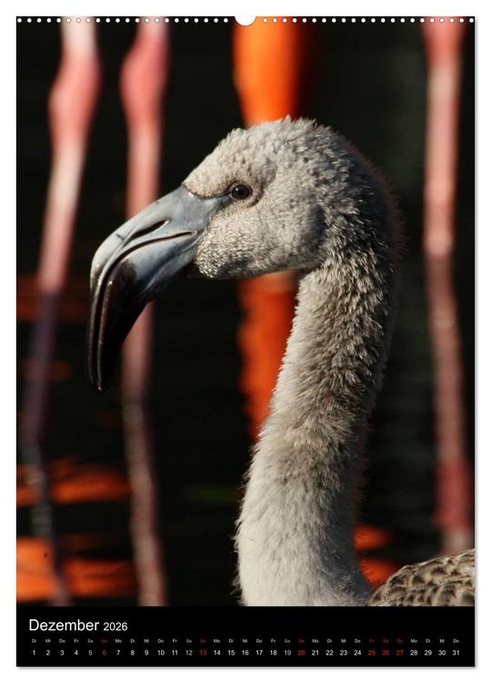 Produktbild: Flamingos - Eleganz in Rot und Rosa (Wandkalender 2026 DIN A2 hoch), CALVENDO Monatskalender