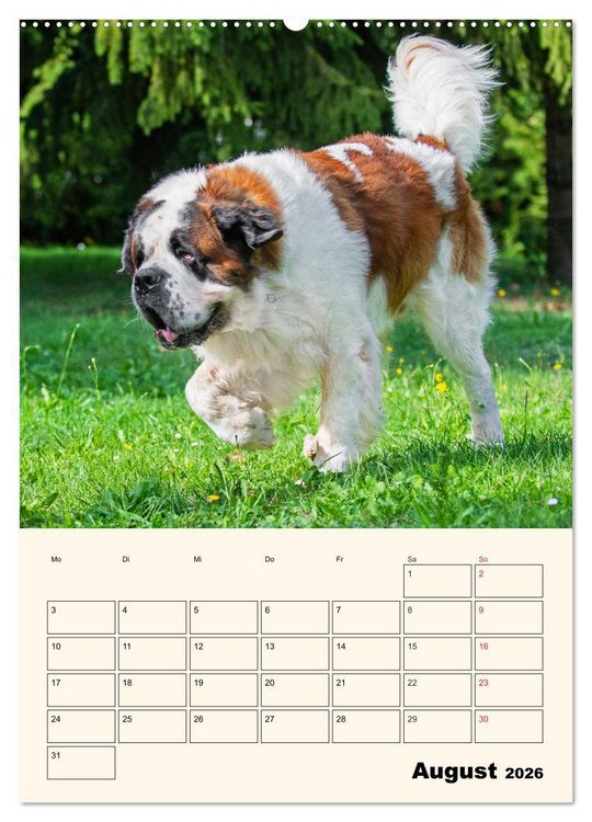 Produktbild: Bernhardiner - Mit dem St. Bernhardshund durch das Jahr (hochwertiger Premium Wandkalender 2026 DIN A2 hoch), Kunstdruck in Hochglanz