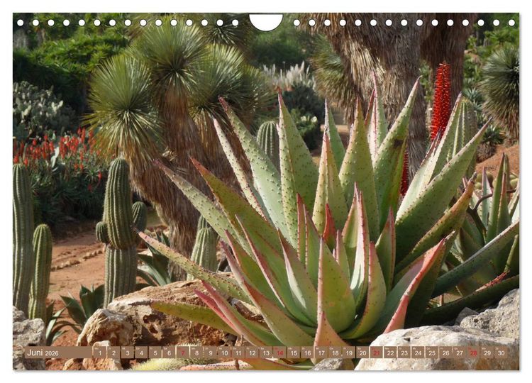 Produktbild: BOTANICACTUS Mallorcas Kakteengarten (Wandkalender 2026 DIN A4 quer), CALVENDO Monatskalender