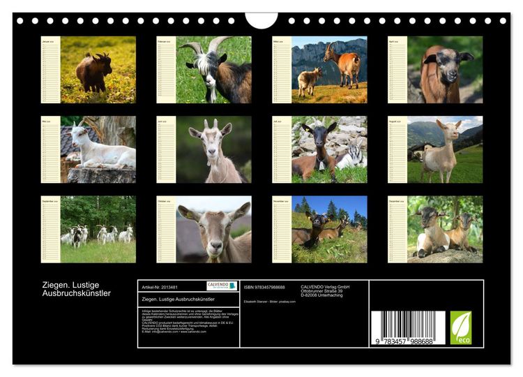 Produktbild: Ziegen. Lustige Ausbruchsk&uuml;nstler (Wandkalender 2026 DIN A4 quer), CALVENDO Monatskalender