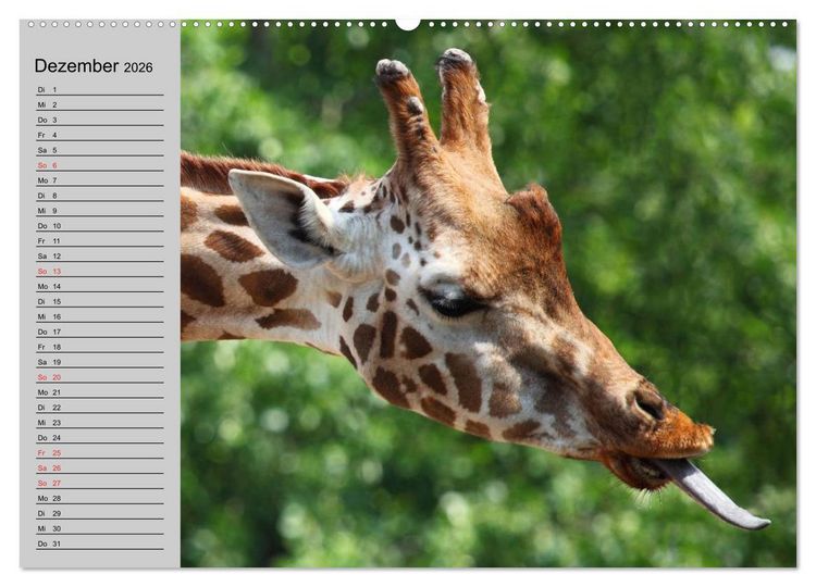 Produktbild: Giraffen. Dem Himmel so nah (hochwertiger Premium Wandkalender 2026 DIN A2 quer), Kunstdruck in Hochglanz
