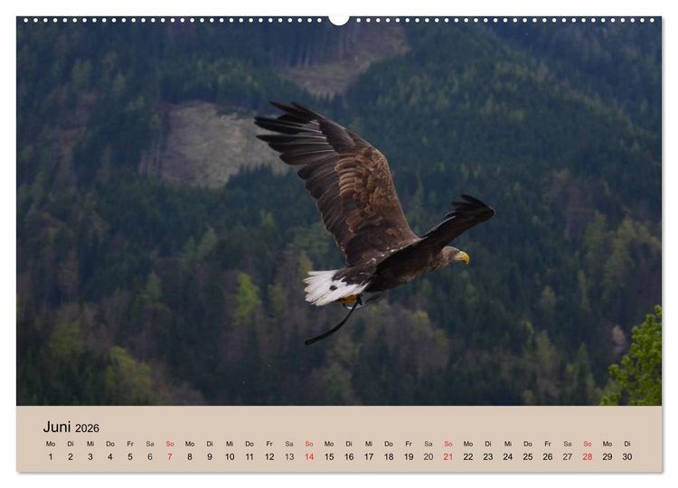 Produktbild: Der Steinadler. Majest&auml;tischer Greifvogel (hochwertiger Premium Wandkalender 2026 DIN A2 quer), Kunstdruck in Hochglanz